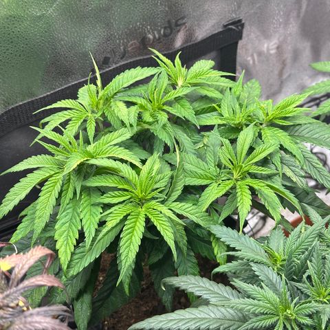 Pineapple Express 🍍 growlog timeline photo