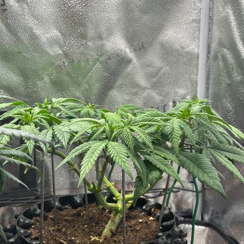 Watermelon Zkittlez 🍉🍭 growlog timeline photo