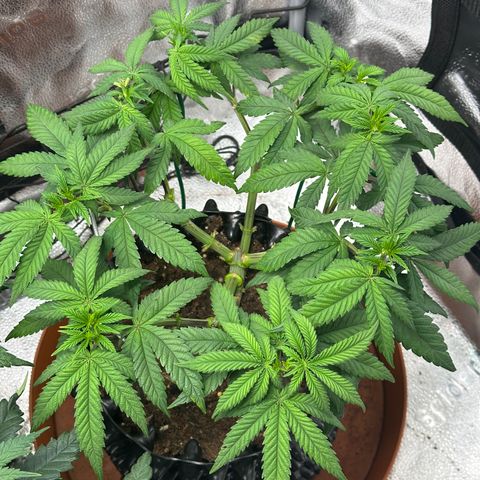 Watermelon Zkittlez 🍉🍭 growlog timeline photo