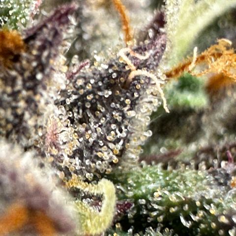 Mimosa Auto 🍊🥂 growlog timeline photo
