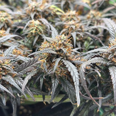 Mimosa Auto 🍊🥂 growlog timeline photo
