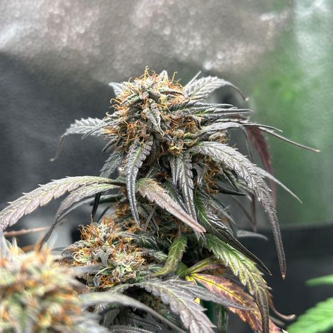 Mimosa Auto 🍊🥂 growlog timeline photo