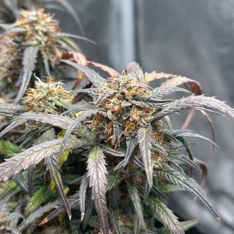 Mimosa Auto 🍊🥂 growlog timeline photo