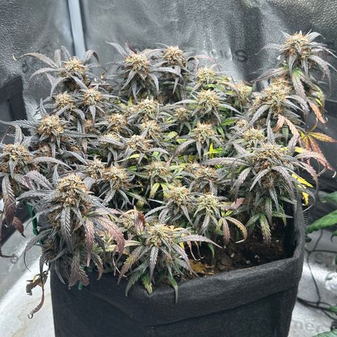 Mimosa Auto 🍊🥂 growlog timeline photo