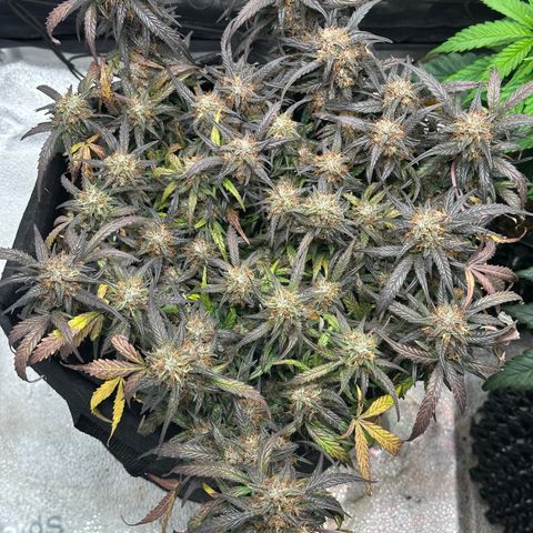 Mimosa Auto 🍊🥂 growlog timeline photo