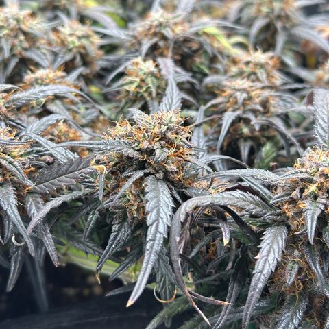 Mimosa Auto 🍊🥂 growlog timeline photo