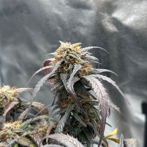Mimosa Auto 🍊🥂 growlog timeline photo