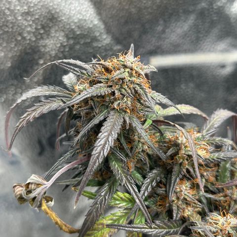 Mimosa Auto 🍊🥂 growlog timeline photo