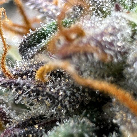 Mimosa Auto 🍊🥂 growlog timeline photo