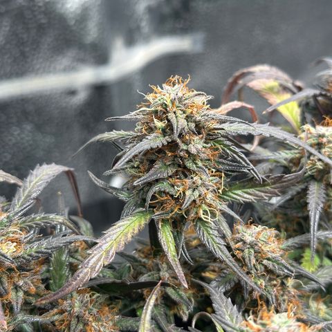 Mimosa Auto 🍊🥂 growlog timeline photo