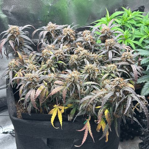 Mimosa Auto 🍊🥂 growlog timeline photo