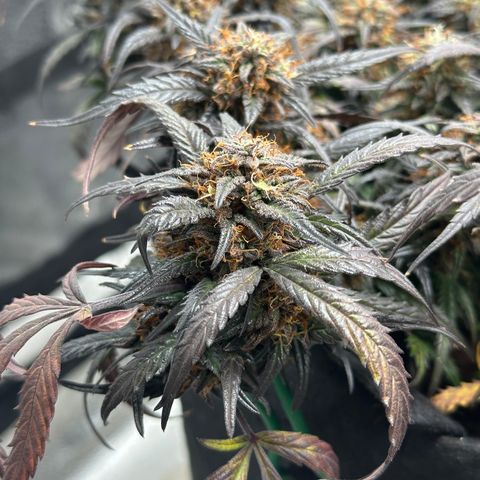 Mimosa Auto 🍊🥂 growlog timeline photo