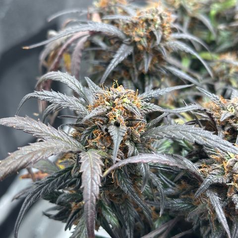 Mimosa Auto 🍊🥂 growlog timeline photo