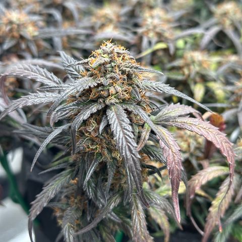 Mimosa Auto 🍊🥂 growlog timeline photo
