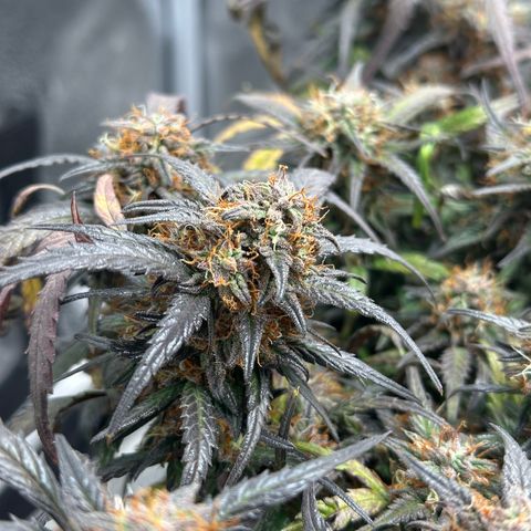 Mimosa Auto 🍊🥂 growlog timeline photo