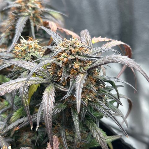 Mimosa Auto 🍊🥂 growlog timeline photo
