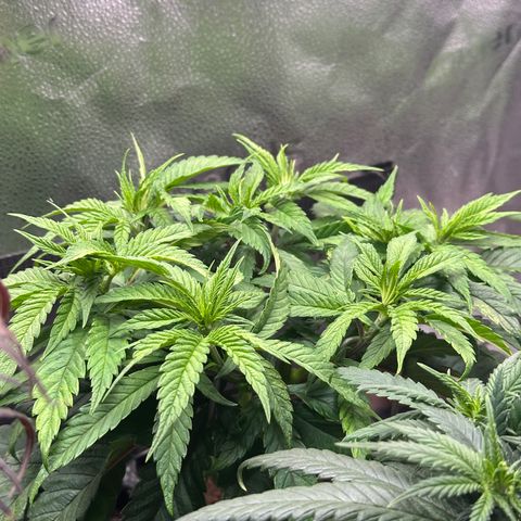 Pineapple Express 🍍 growlog timeline photo
