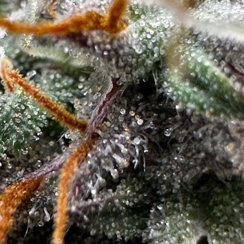 Mimosa Auto 🍊🥂 growlog timeline photo