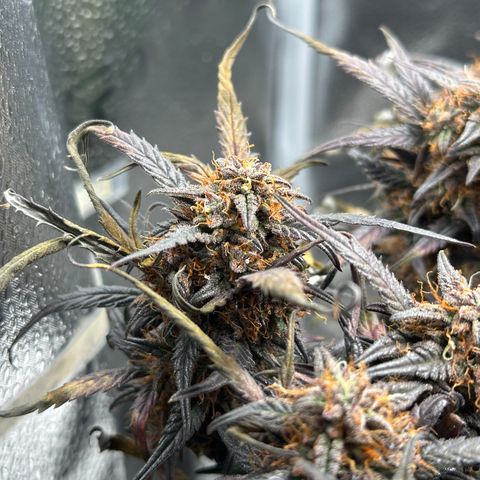 Mimosa Auto 🍊🥂 growlog timeline photo