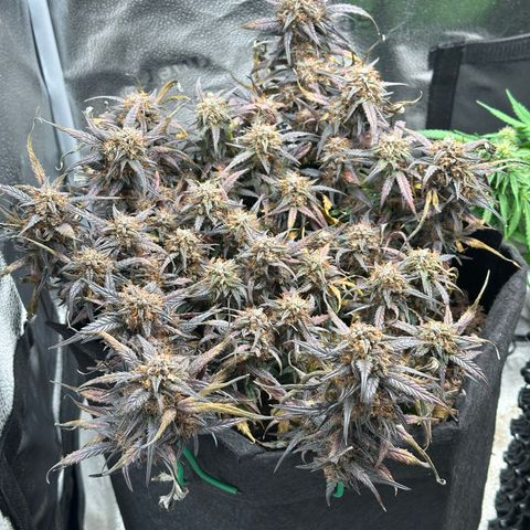 Mimosa Auto 🍊🥂 growlog timeline photo
