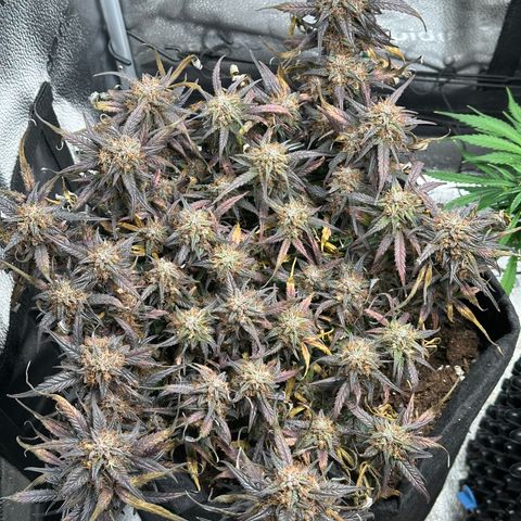 Mimosa Auto 🍊🥂 growlog timeline photo