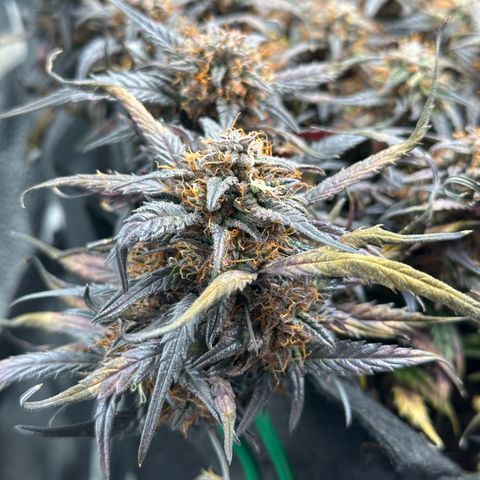 Mimosa Auto 🍊🥂 growlog timeline photo