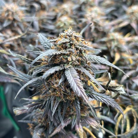 Mimosa Auto 🍊🥂 growlog timeline photo