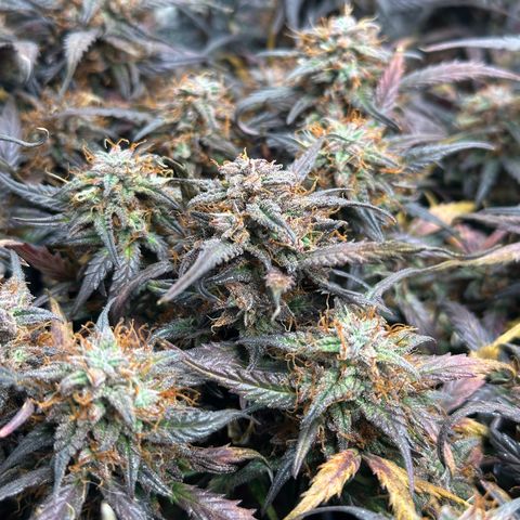 Mimosa Auto 🍊🥂 growlog timeline photo