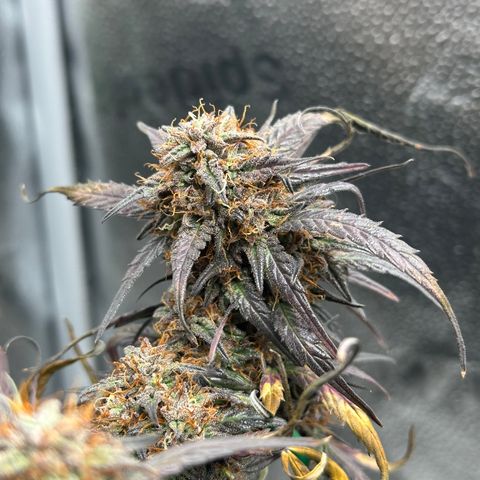 Mimosa Auto 🍊🥂 growlog timeline photo