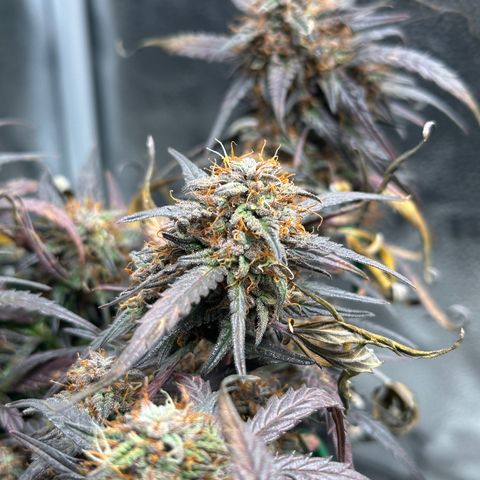 Mimosa Auto 🍊🥂 growlog timeline photo