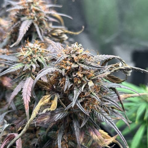 Mimosa Auto 🍊🥂 growlog timeline photo