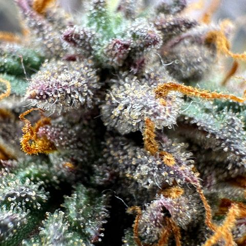 Mimosa Auto 🍊🥂 growlog timeline photo
