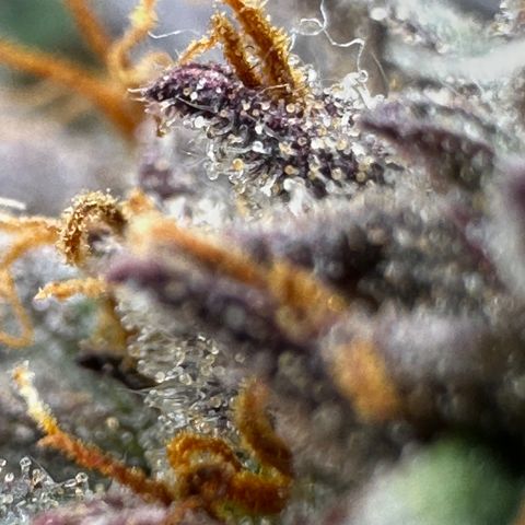 Mimosa Auto 🍊🥂 growlog timeline photo