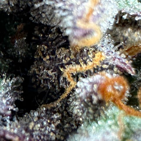 Mimosa Auto 🍊🥂 growlog timeline photo