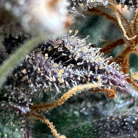 Mimosa Auto 🍊🥂 growlog timeline photo