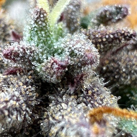 Mimosa Auto 🍊🥂 growlog timeline photo