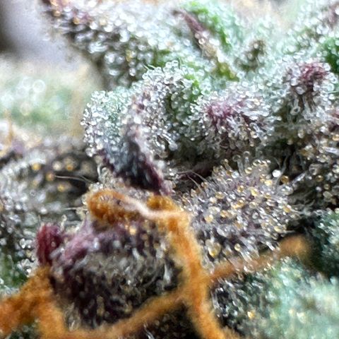 Mimosa Auto 🍊🥂 growlog timeline photo