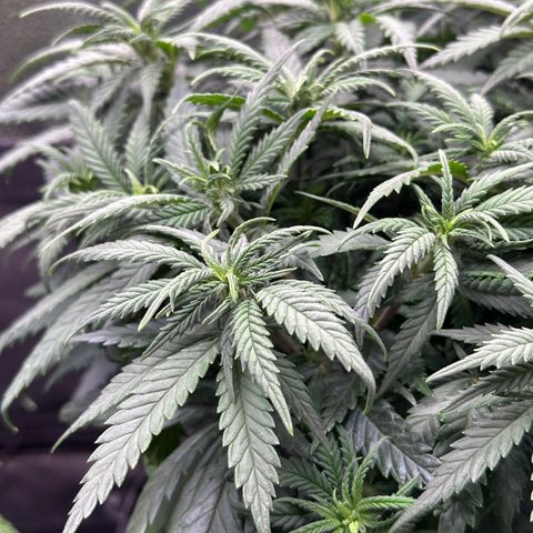 Lemon Cherry Gelato 🍋🍒 growlog timeline photo