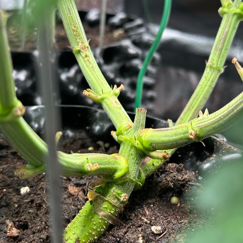 Watermelon Zkittlez 🍉🍭 growlog timeline photo