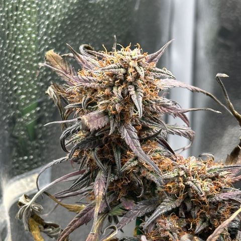 Mimosa Auto 🍊🥂 growlog timeline photo