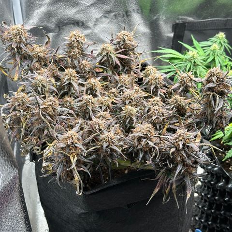 Mimosa Auto 🍊🥂 growlog timeline photo