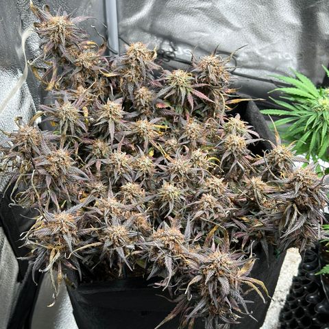 Mimosa Auto 🍊🥂 growlog timeline photo
