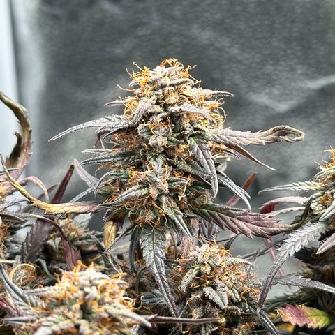 Mimosa Auto 🍊🥂 growlog timeline photo