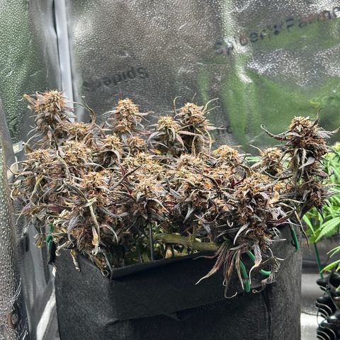 Mimosa Auto 🍊🥂 growlog timeline photo