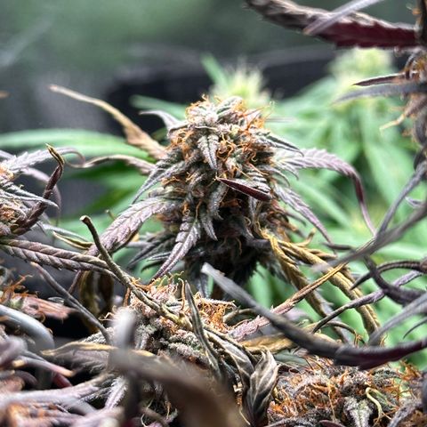 Mimosa Auto 🍊🥂 growlog timeline photo