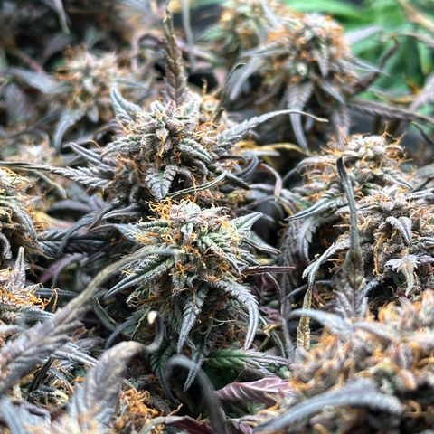 Mimosa Auto 🍊🥂 growlog timeline photo