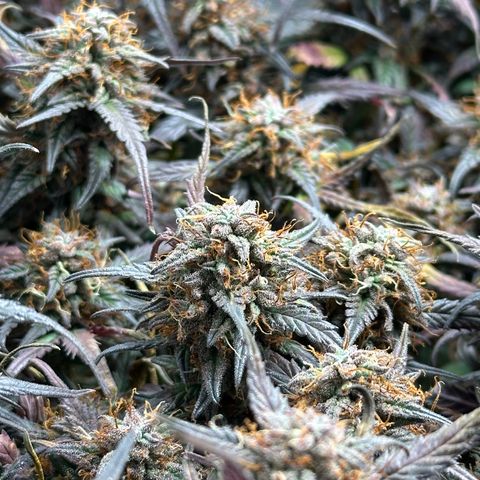 Mimosa Auto 🍊🥂 growlog timeline photo
