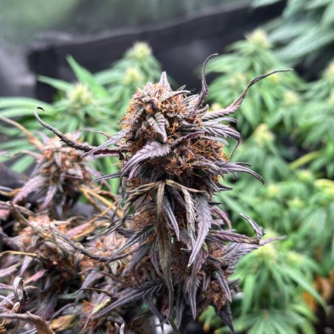 Mimosa Auto 🍊🥂 growlog timeline photo