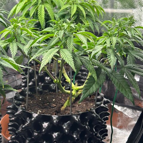 Watermelon Zkittlez 🍉🍭 growlog timeline photo
