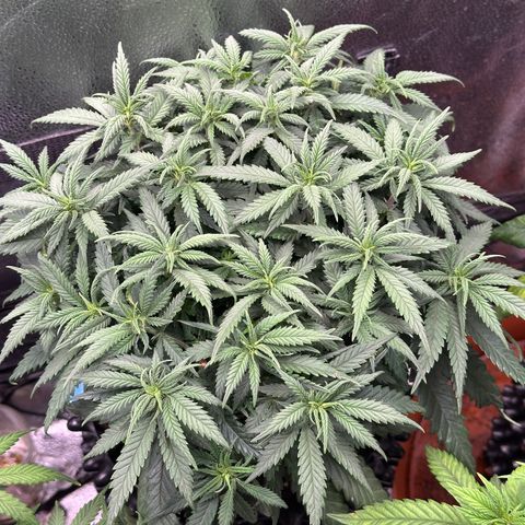 Lemon Cherry Gelato 🍋🍒 growlog timeline photo
